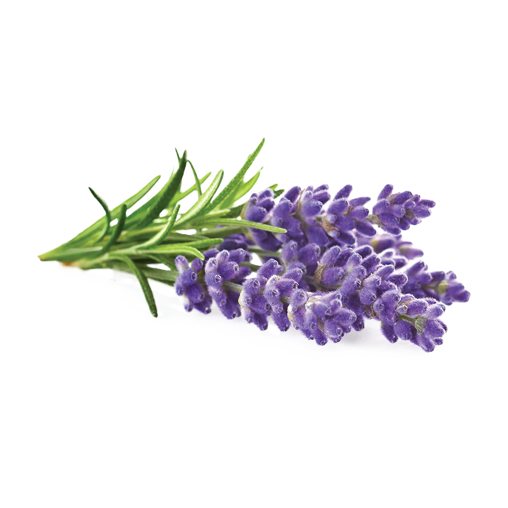 Lavender-Flower.webp