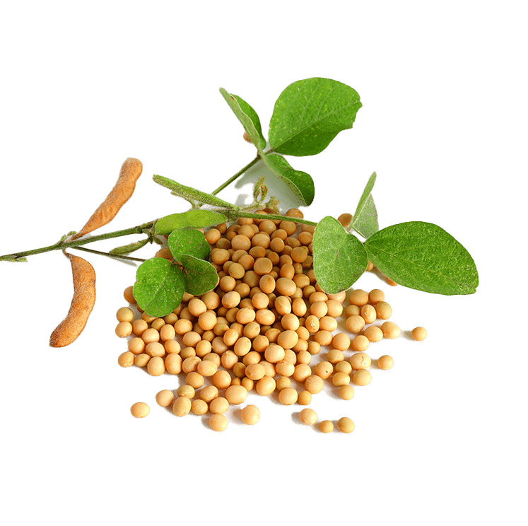 Nattokinase-Fermented-Soybean-Extract-AOR.webp Nattokinase-Fermented-Soybean-Extract-AOR.webp